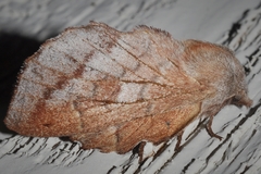 Phyllodesma americana