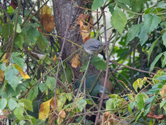 Thlypopsis fulviceps