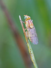 Meromyza femorata