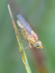Meromyza femorata