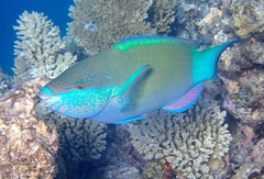 Sixband Parrotfish