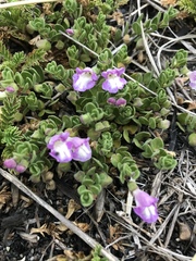 Scutellaria nummulariifolia