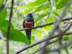Trogon collaris