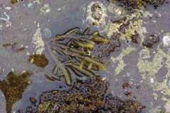 Splachnidium rugosum