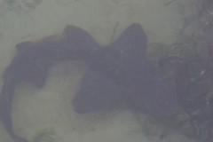 Triakis megalopterus