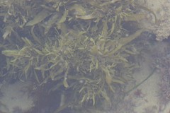 Sargassum incisifolium