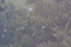 Sargassum incisifolium