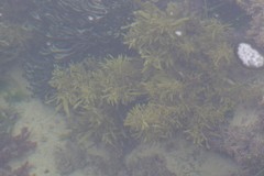 Sargassum incisifolium