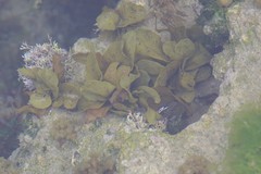 Sargassum incisifolium