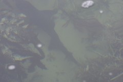 Triakis megalopterus