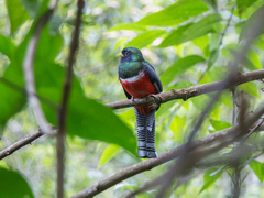 Trogon collaris