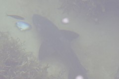 Triakis megalopterus