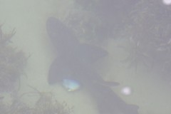 Triakis megalopterus