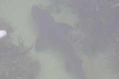 Triakis megalopterus