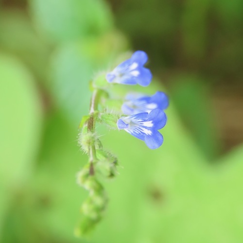Hierba del cáncer (Salvia misella)