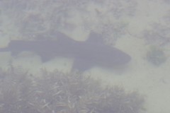 Triakis megalopterus