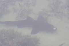 Triakis megalopterus