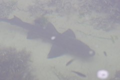 Triakis megalopterus
