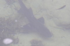Triakis megalopterus