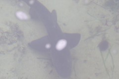 Triakis megalopterus