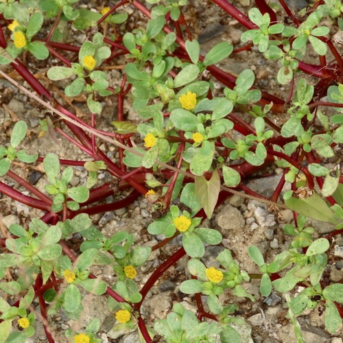 Verdolaga (Portulaca oleracea)