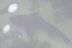 Triakis megalopterus