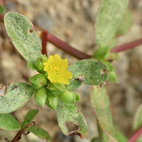 Verdolaga (Portulaca oleracea)
