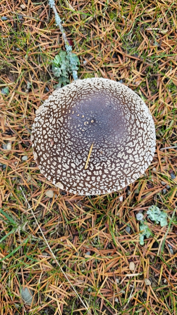 Amanita pantherinoides · November 2025 · photo: © masteralgae (iNaturalist, cc0)