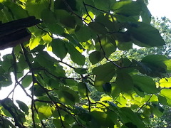 Magnolia acuminata