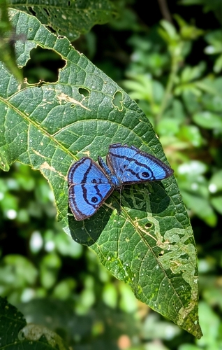 Mesosemia zorea