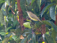Vireo leucophrys