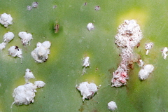 Dactylopius confusus