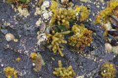 Splachnidium rugosum