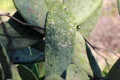 Dactylopius confusus