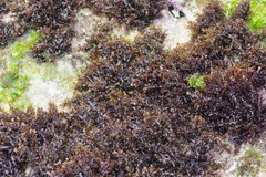 Gelidium pristoides