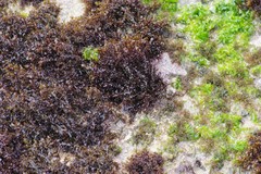Gelidium pristoides