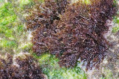 Gelidium pristoides