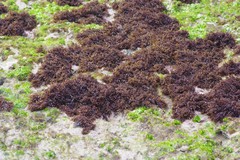 Gelidium pristoides