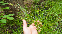 Carex seorsa