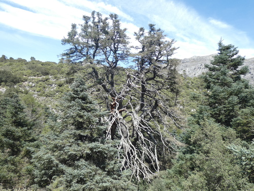 Abies pinsapo, photograph 6