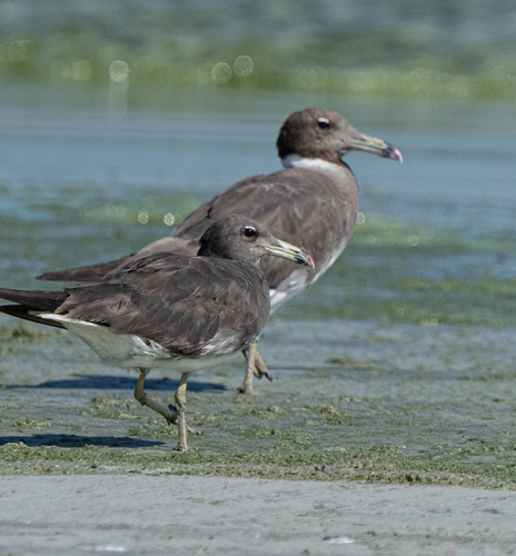 iNaturalist: (c) Tobin Sparling (he/him), some rights reserved (CC BY-NC), uploaded by Tobin Sparling (he/him) iNaturalist image