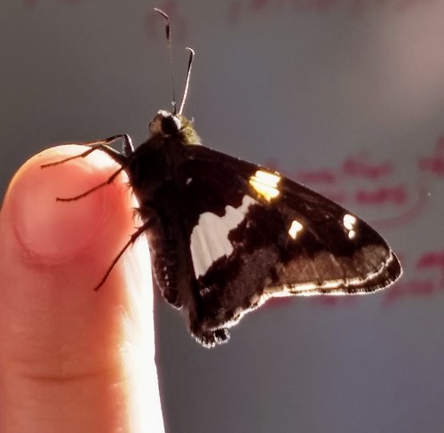 Photo of Silver-spotted Skipper