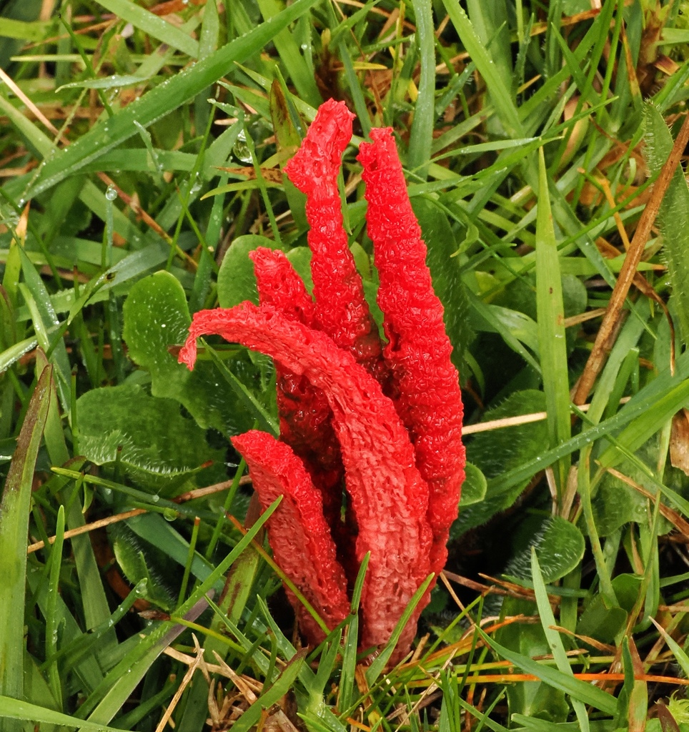 Clathrus archeri · November 2025 · photo: © desertnaturalist (iNaturalist, cc-by)
