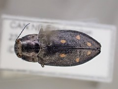 Phaenops fulvoguttata