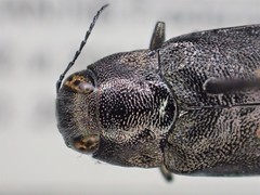 Phaenops fulvoguttata