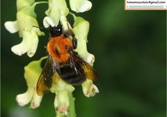 Bombus longipes