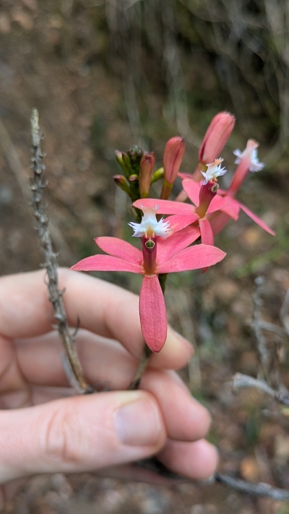 Epidendrum catillus Rchb.f.