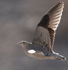 Lichtenstein's Sandgrouse photo 2