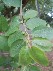 Celtis iguanaea