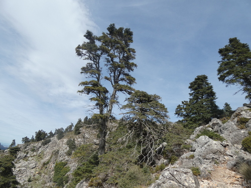 Abies pinsapo, photograph 5
